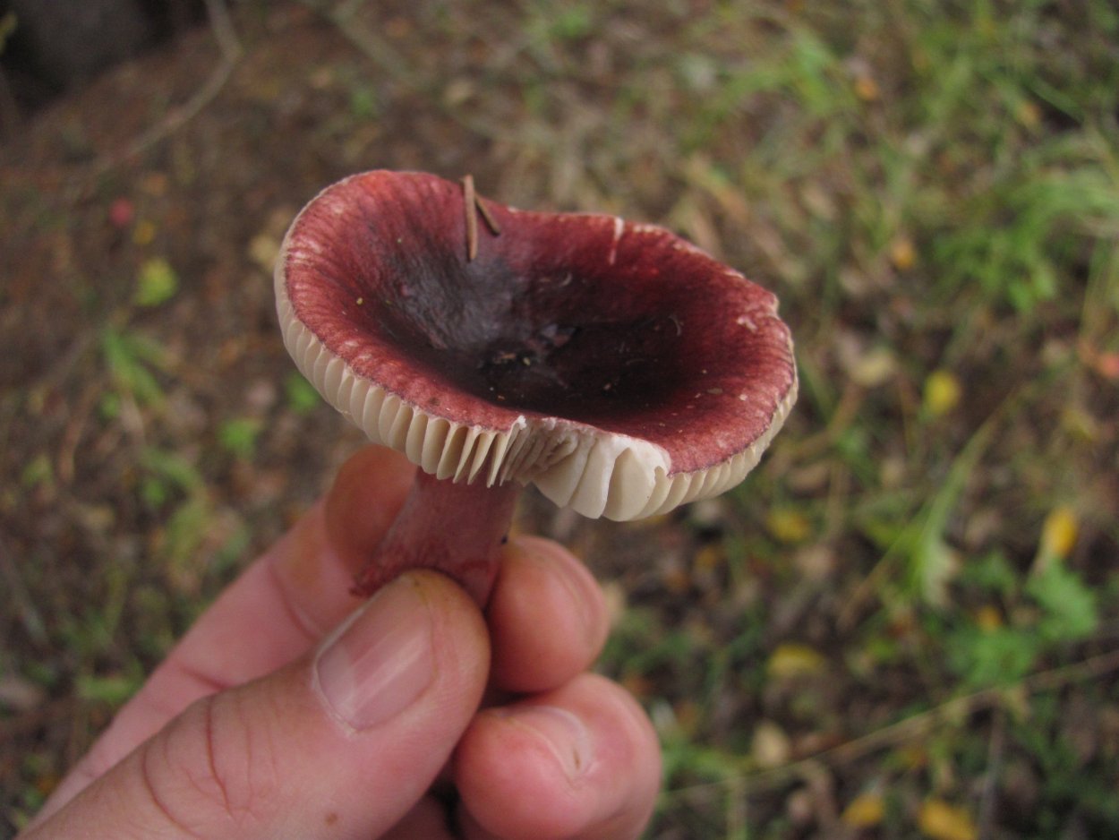 Малоизвестные съедобные грибы