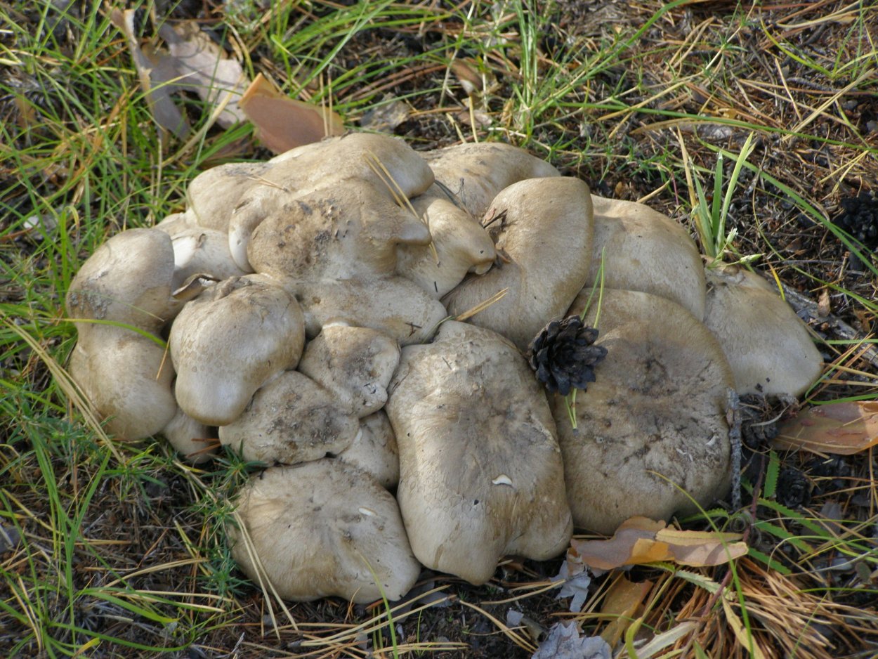 Гриб Машрум съедобный