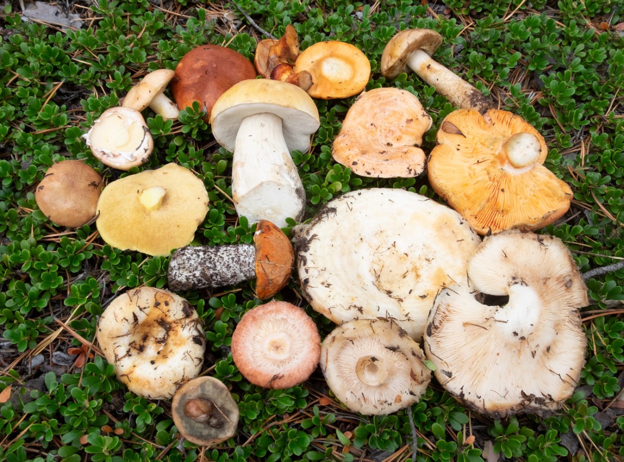 Сыроежки лисички маслята