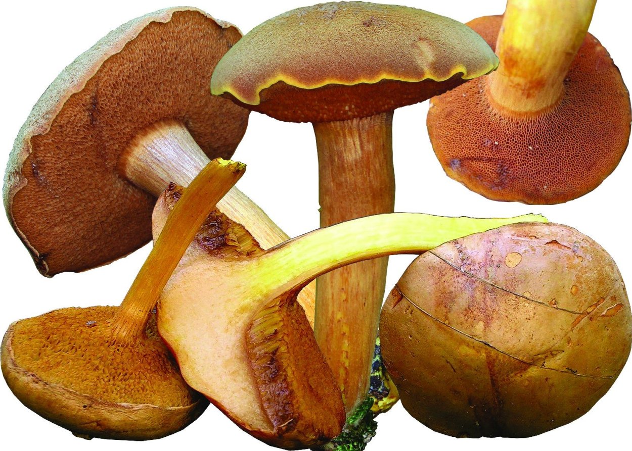 Масленок перечный (Chalciporus piperatus)