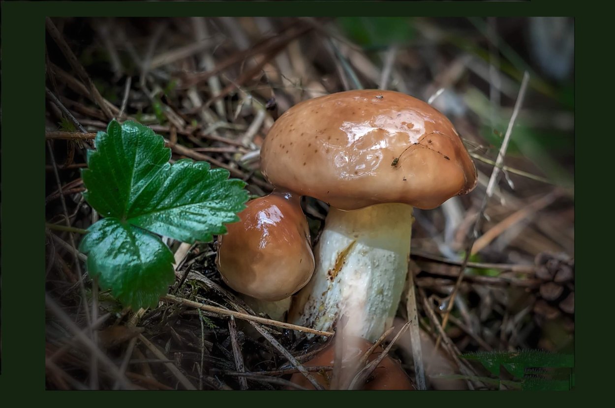 Опята маслята и подберезовики