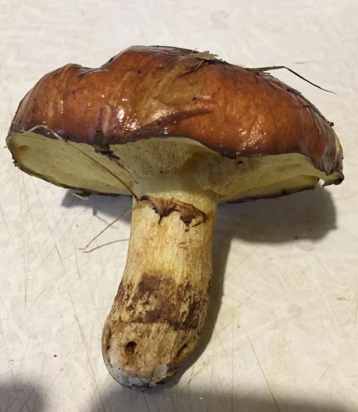 Маслёнок настоящий Suillus luteus