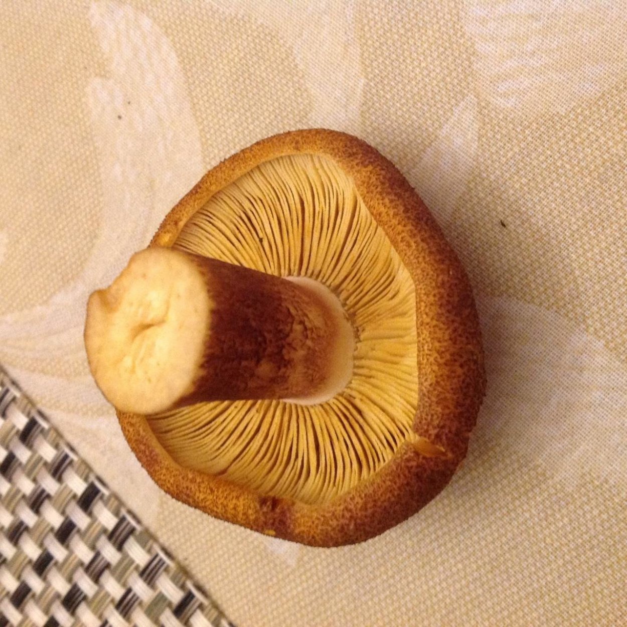 Маслёнок пластинчатый гриб