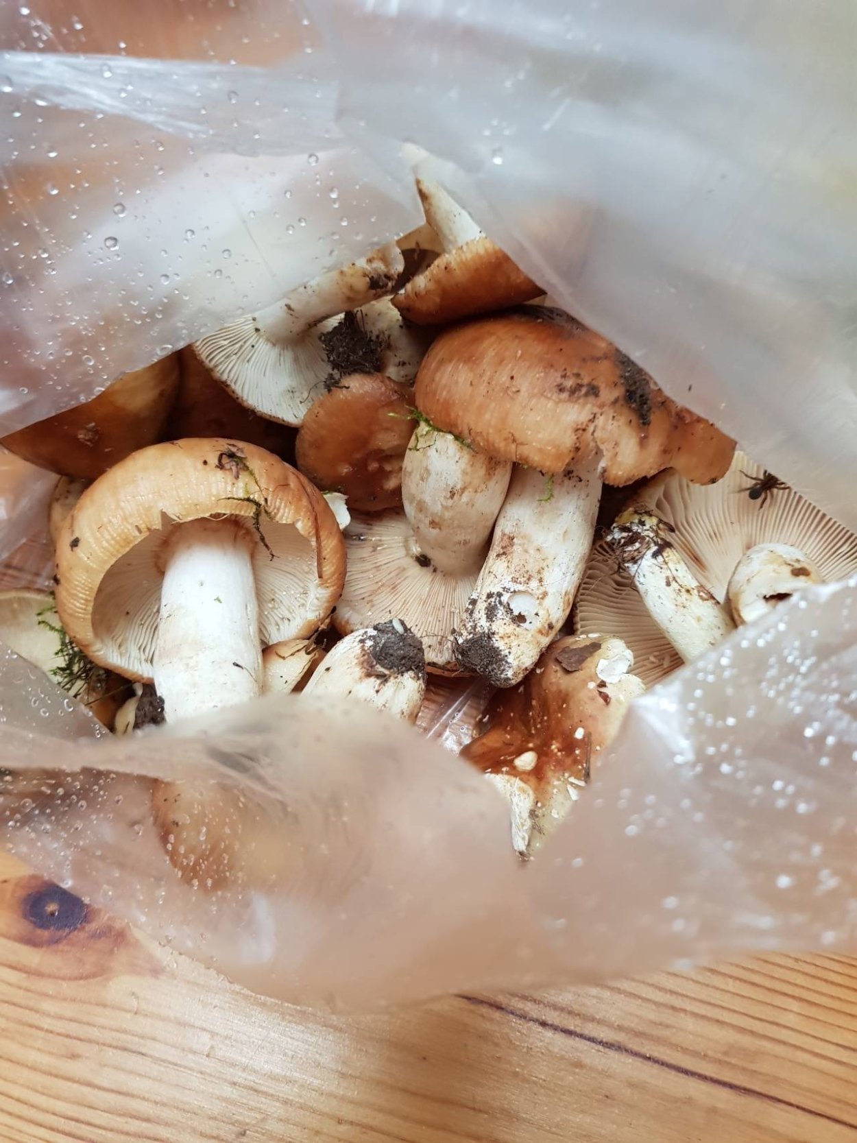 Пластинчатый масленок гриб