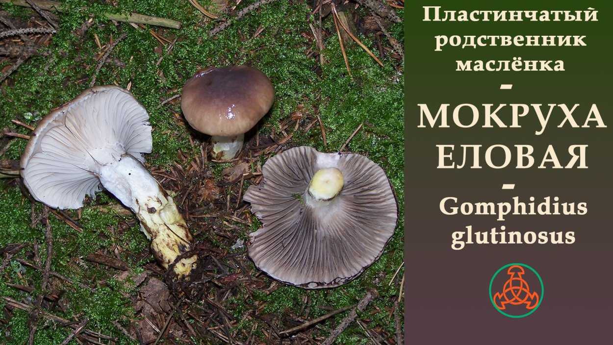 Мокруха Еловая масленок
