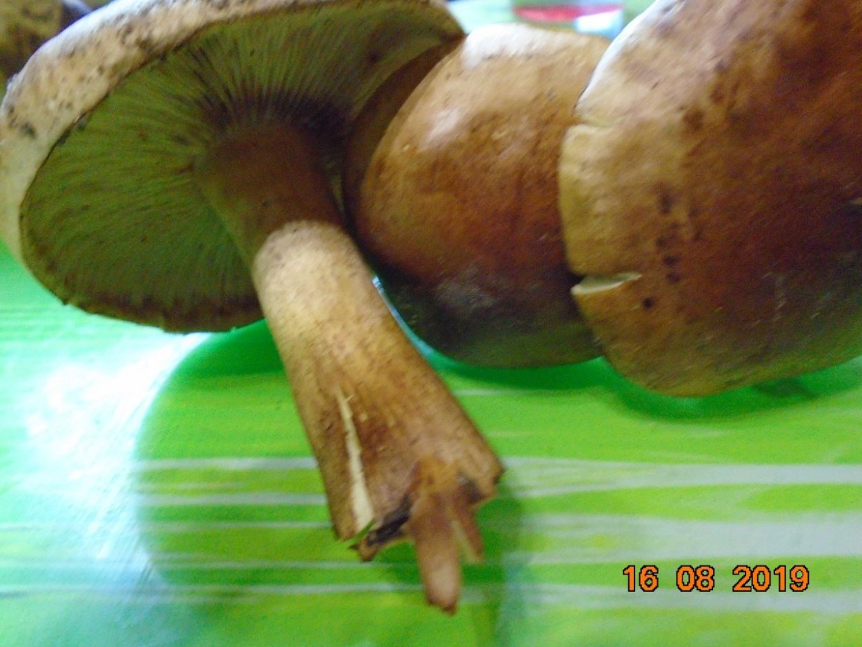 Пластинчатый гриб похожий на масленок