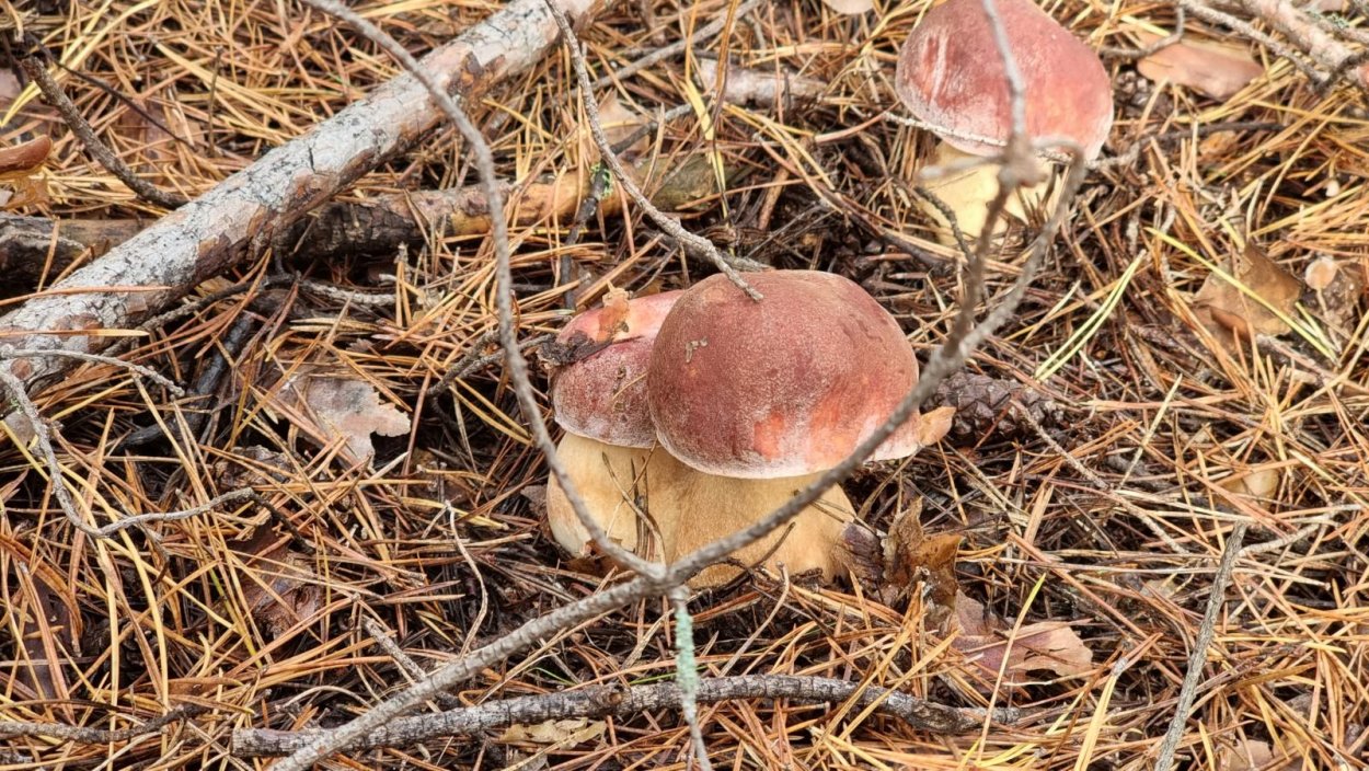 Маслята и опята