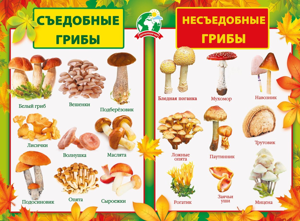 Плакат съедобные и несъедобные грибы для детей
