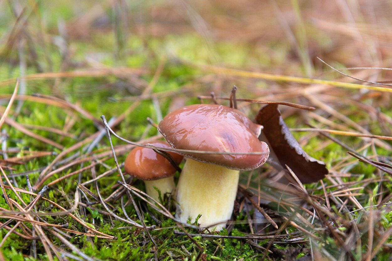 Маслята луговые