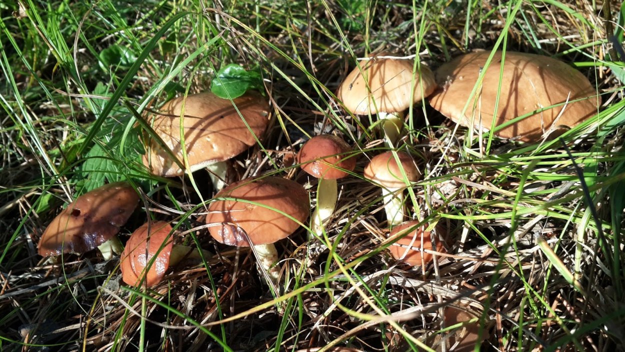 Степные маслята