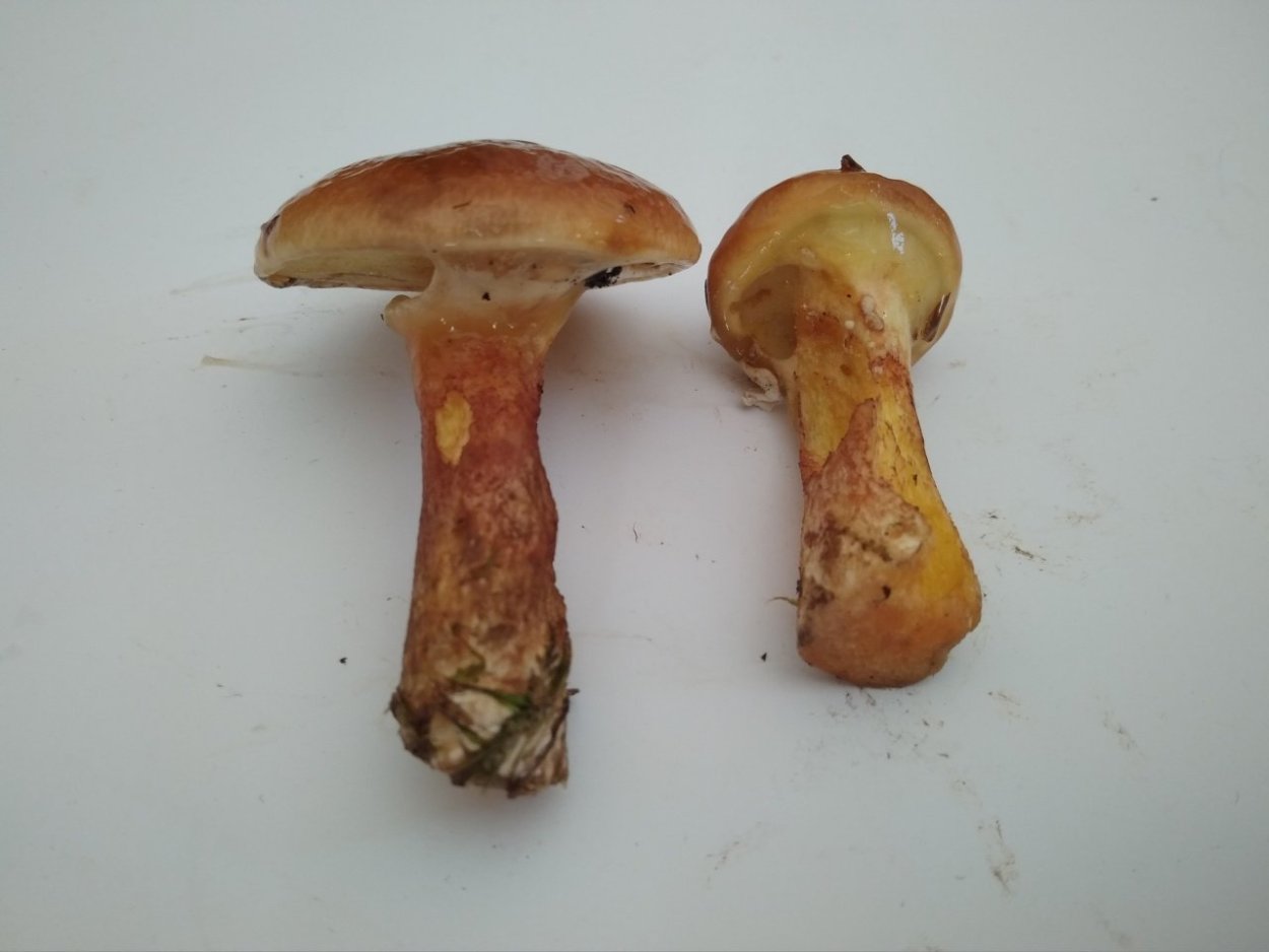 Ложный масленок лиственничный