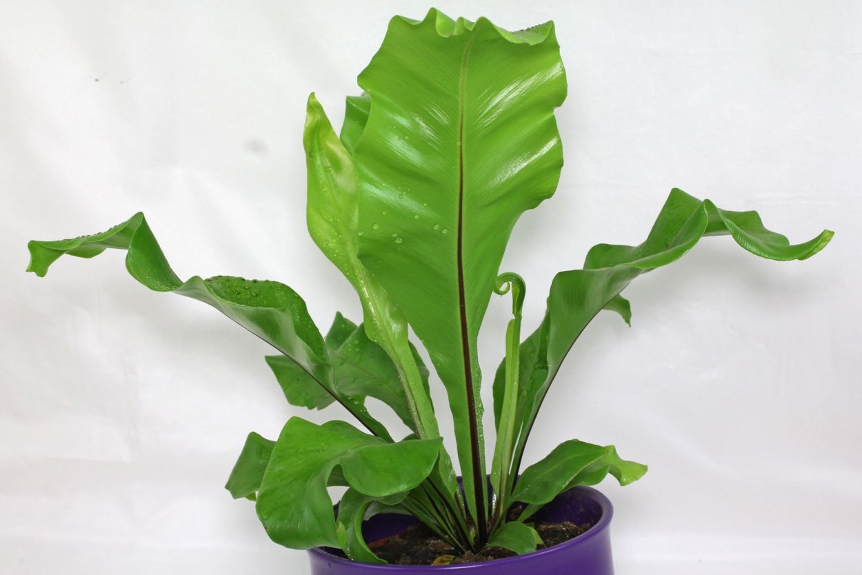 Птерис эвергеменсис