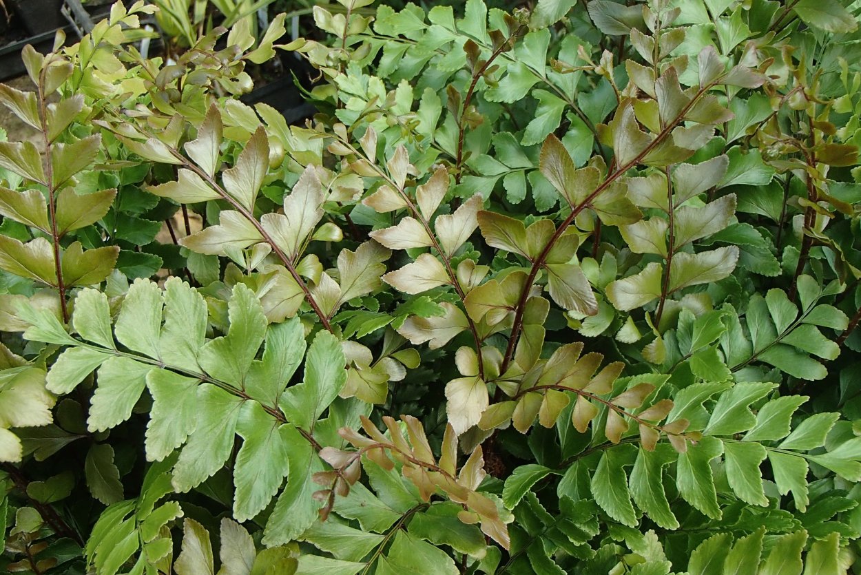 Птерис Альболинеата