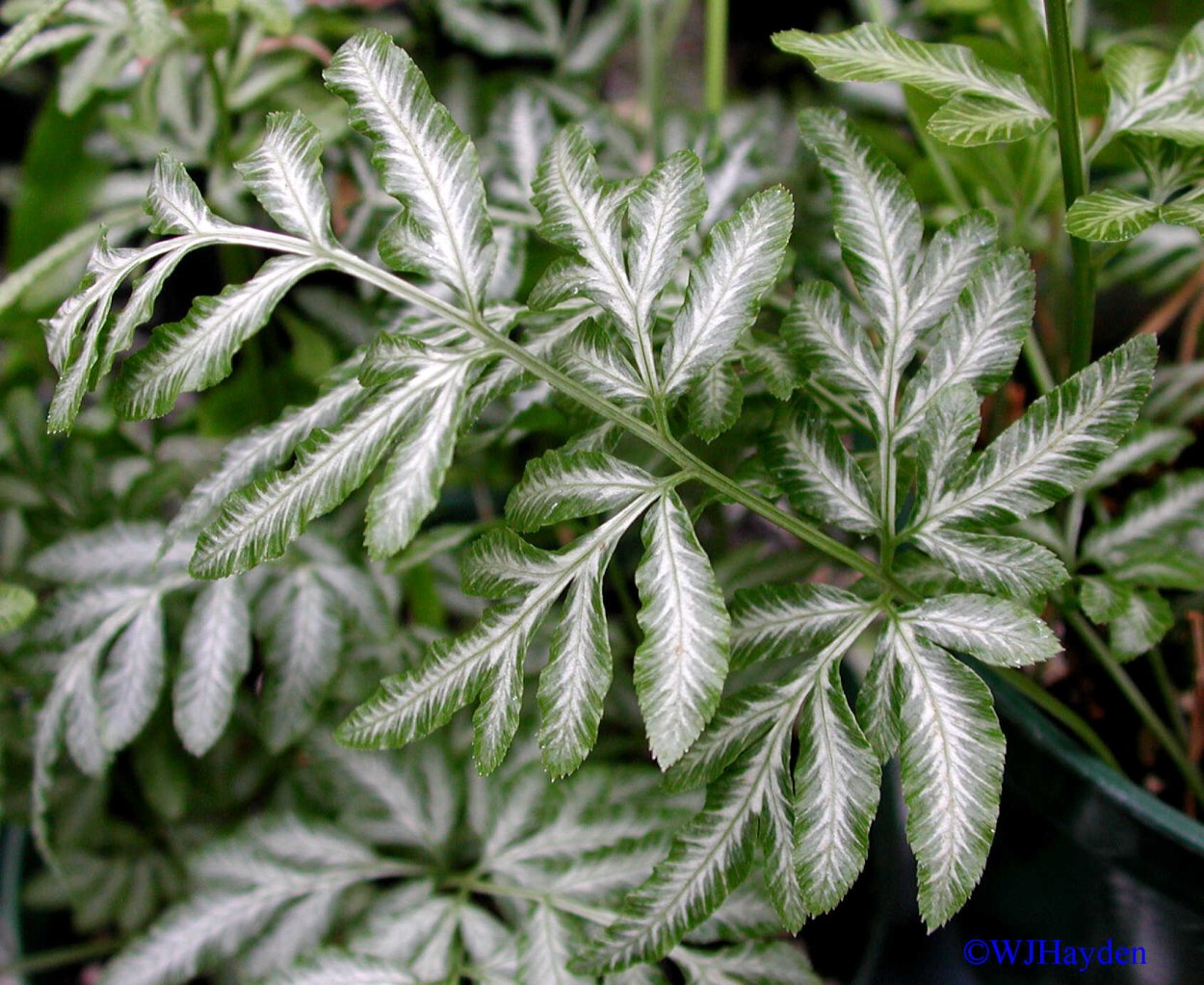 Птерис вариегатный