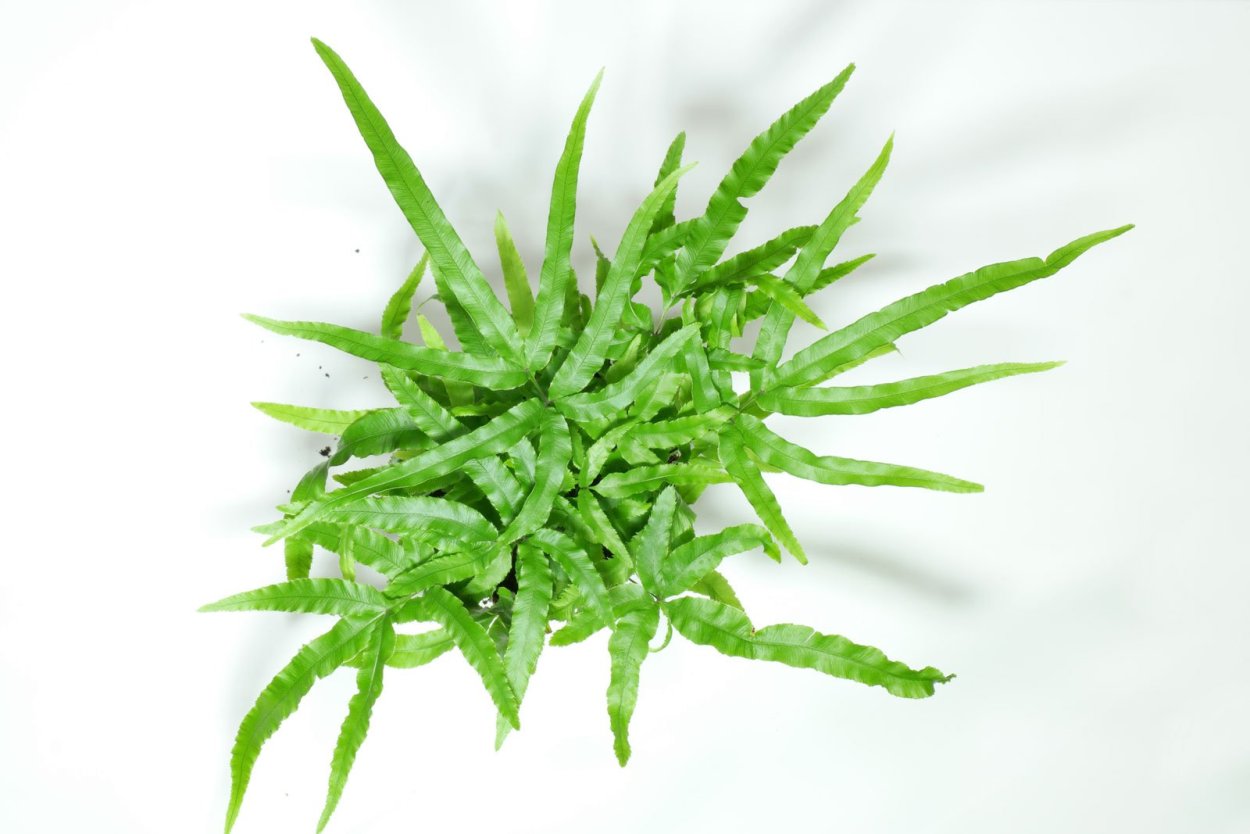 Птерис Критский