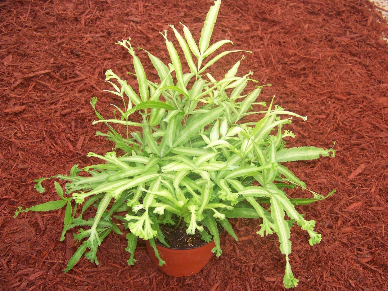 Птерис Критский (Pteris cretica)