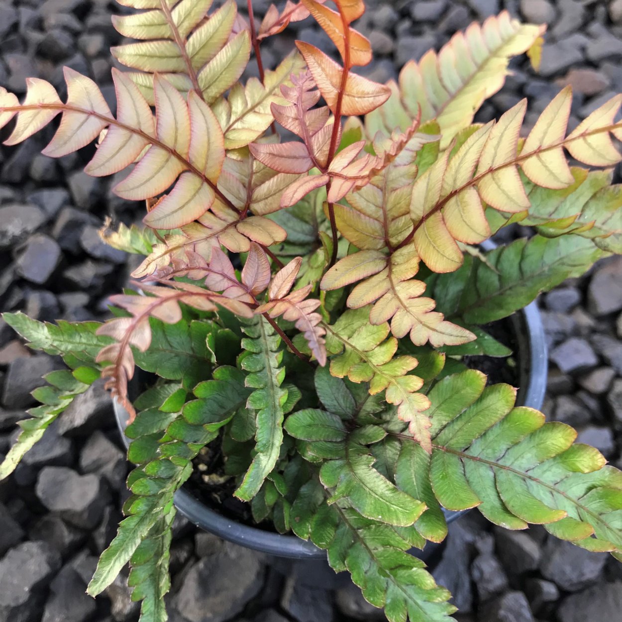 Птерис Альболинеата