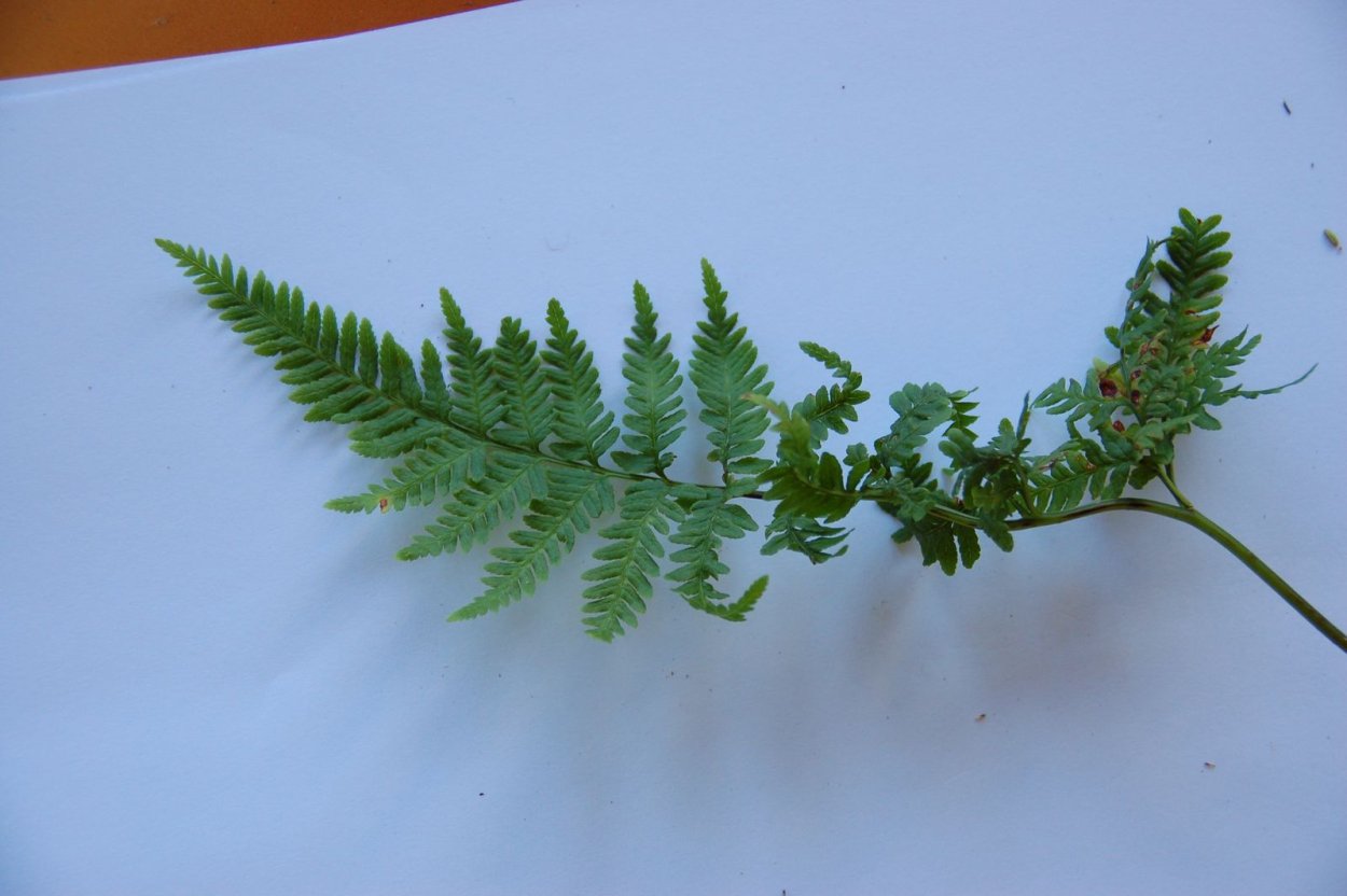 Птерис Фори