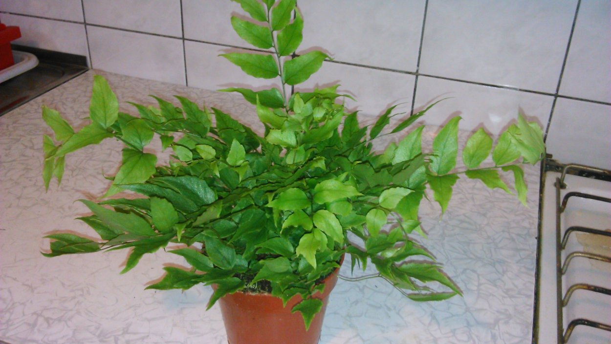 Птерис fauriei