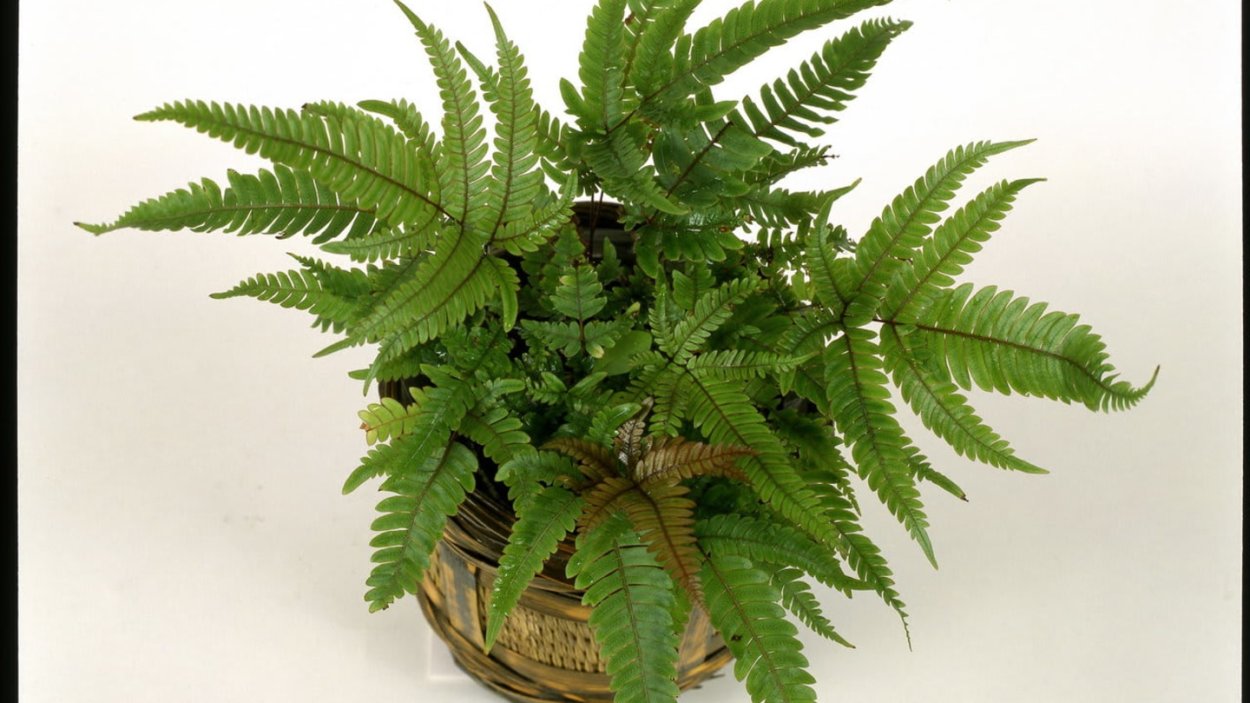 Папоротник Птерис Критский