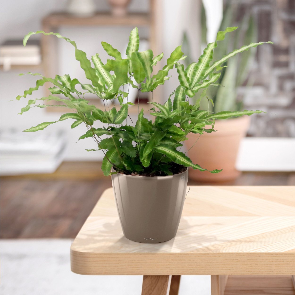 Папоротник Птерис