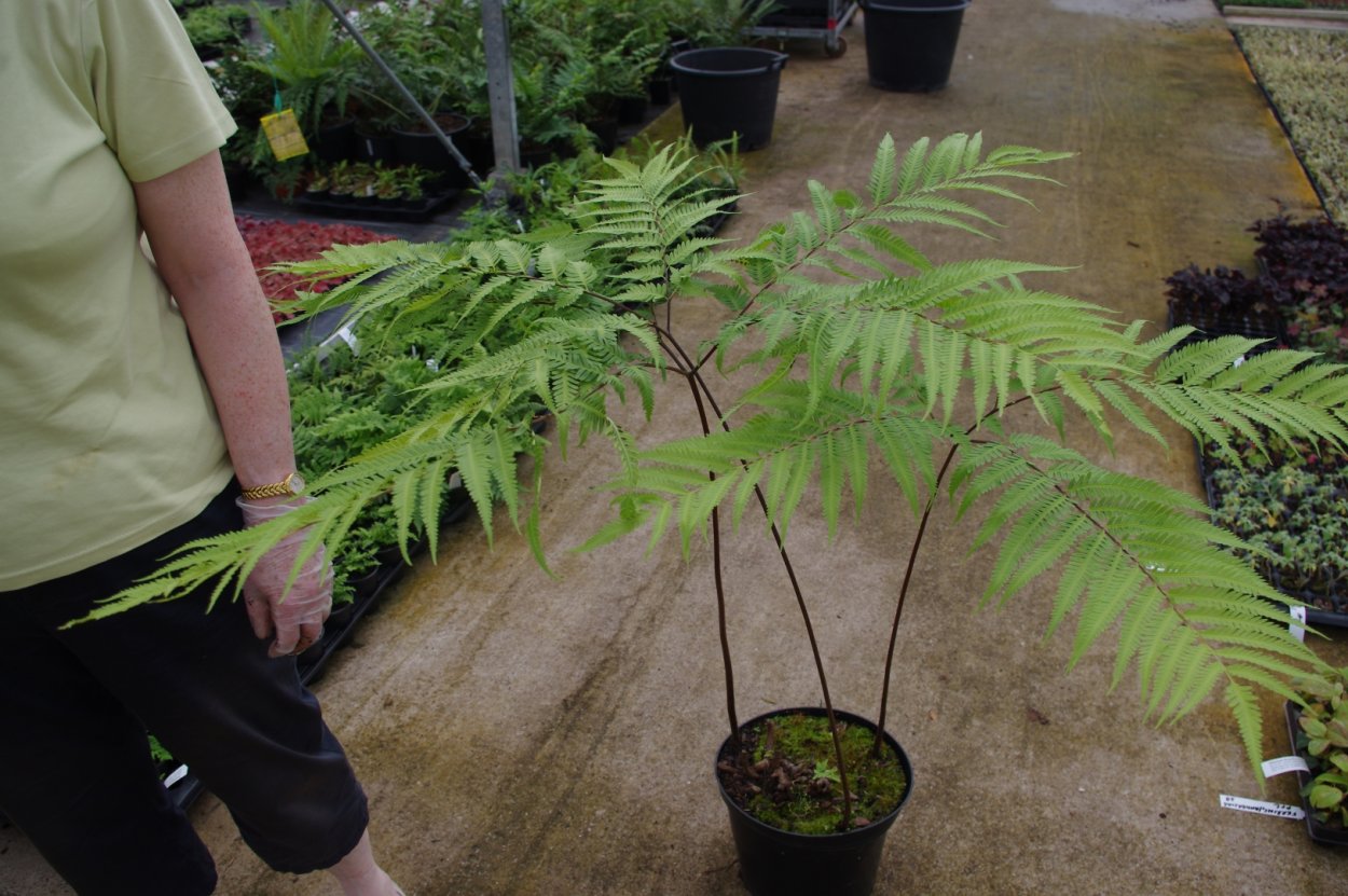 Папоротник Птерис Критский