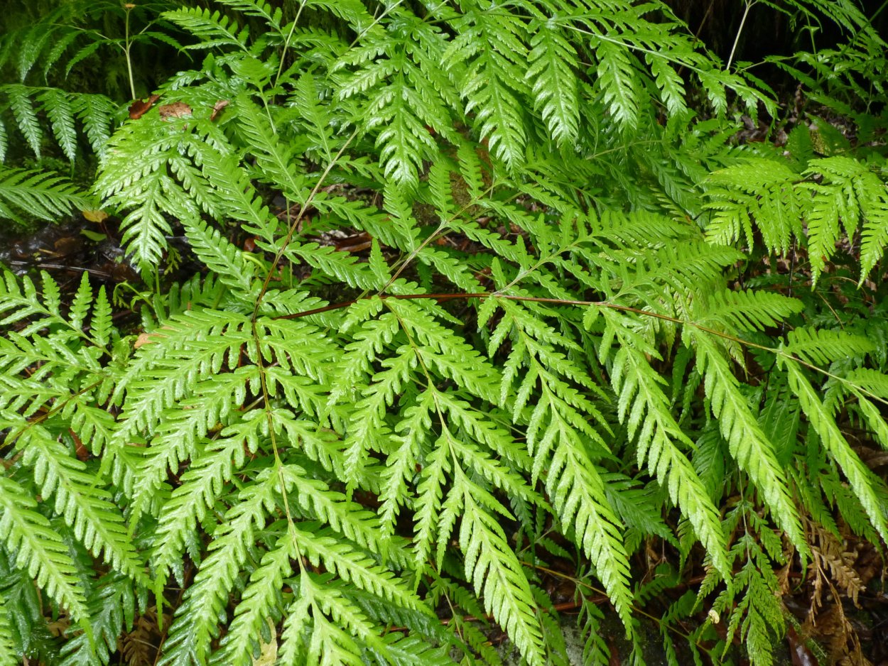 Папоротник Pteris multifida