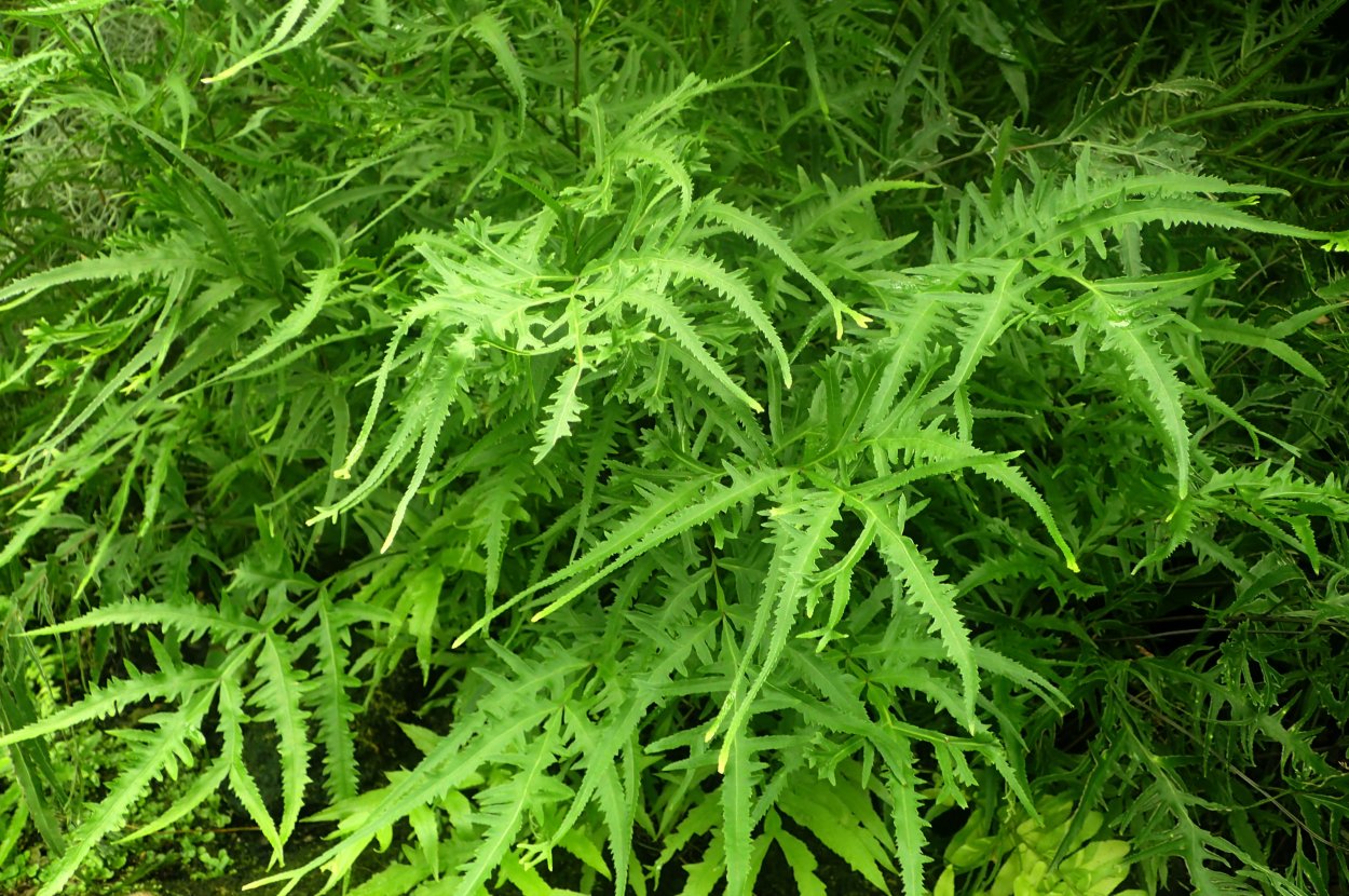 Папоротник Птерис