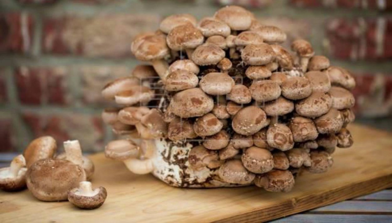 Грибы шитаки приготовление