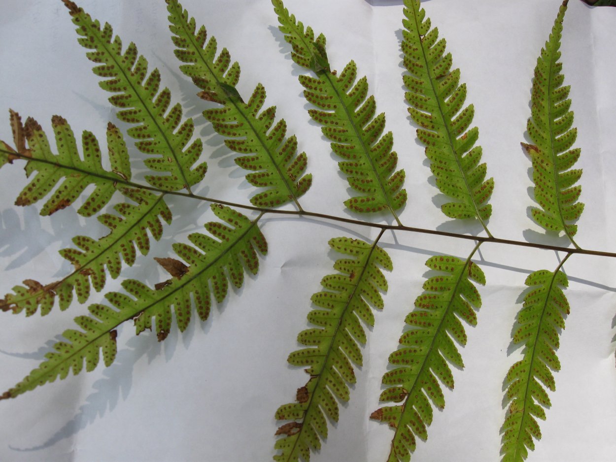 Птерис (папоротник) Tricolor