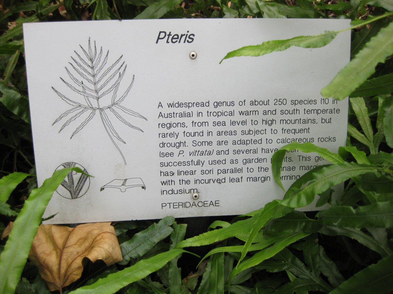 Дидимохлена папоротник