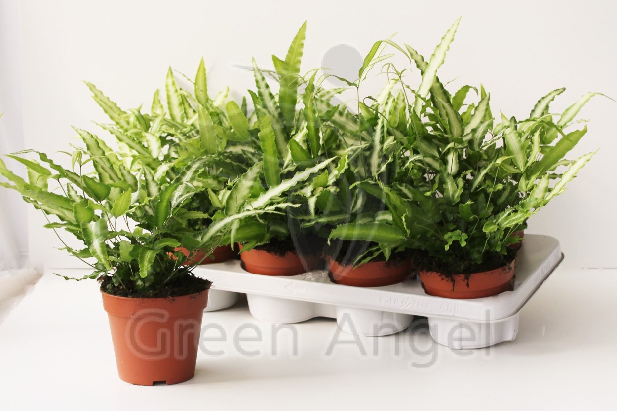 Птерис straminea