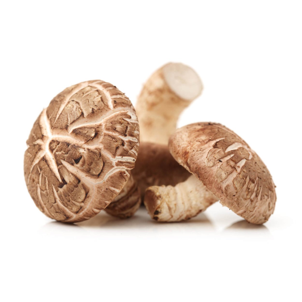 Грибы шиитаке прессованные