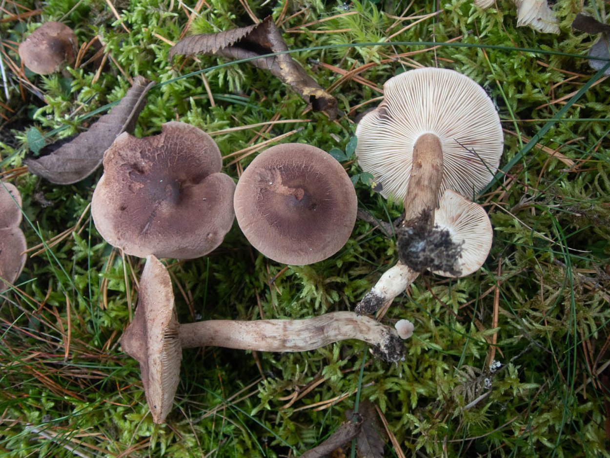 Рядовка Чешуйчатая Tricholoma imbricatum