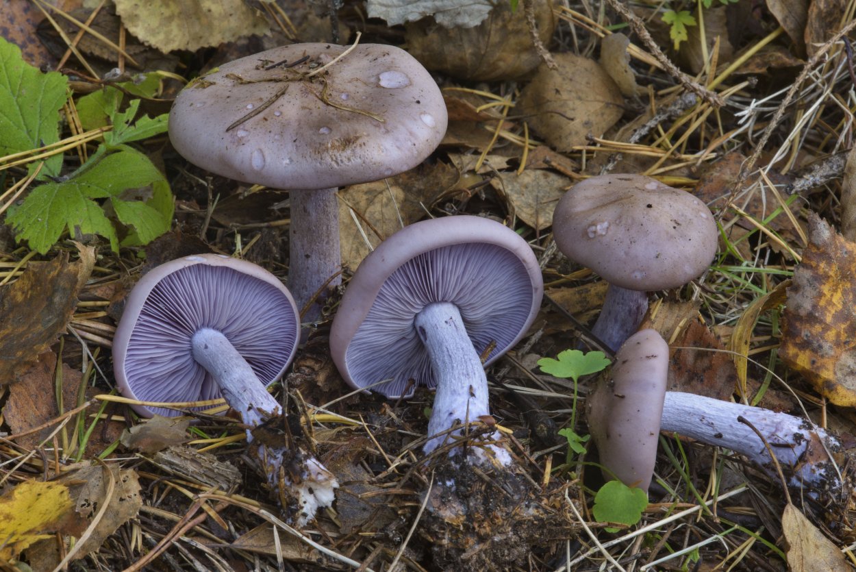 Рядовку землисто-серую (Tricholoma terreum)