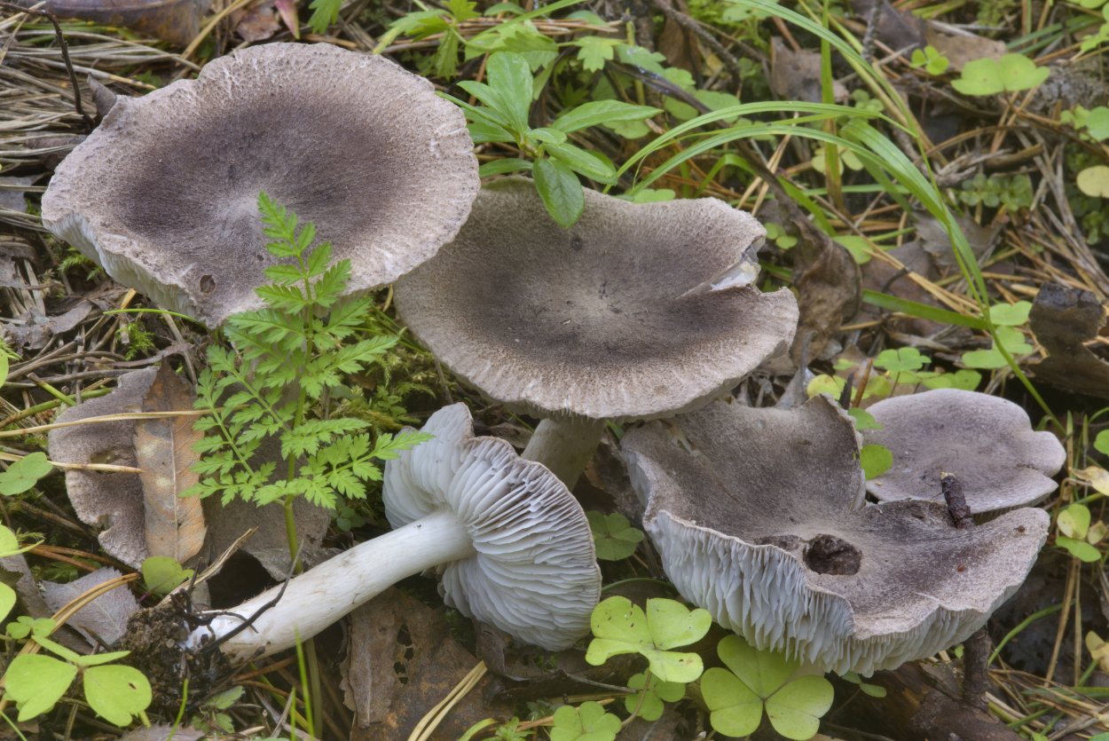 Рядовка землистая Tricholoma terreum
