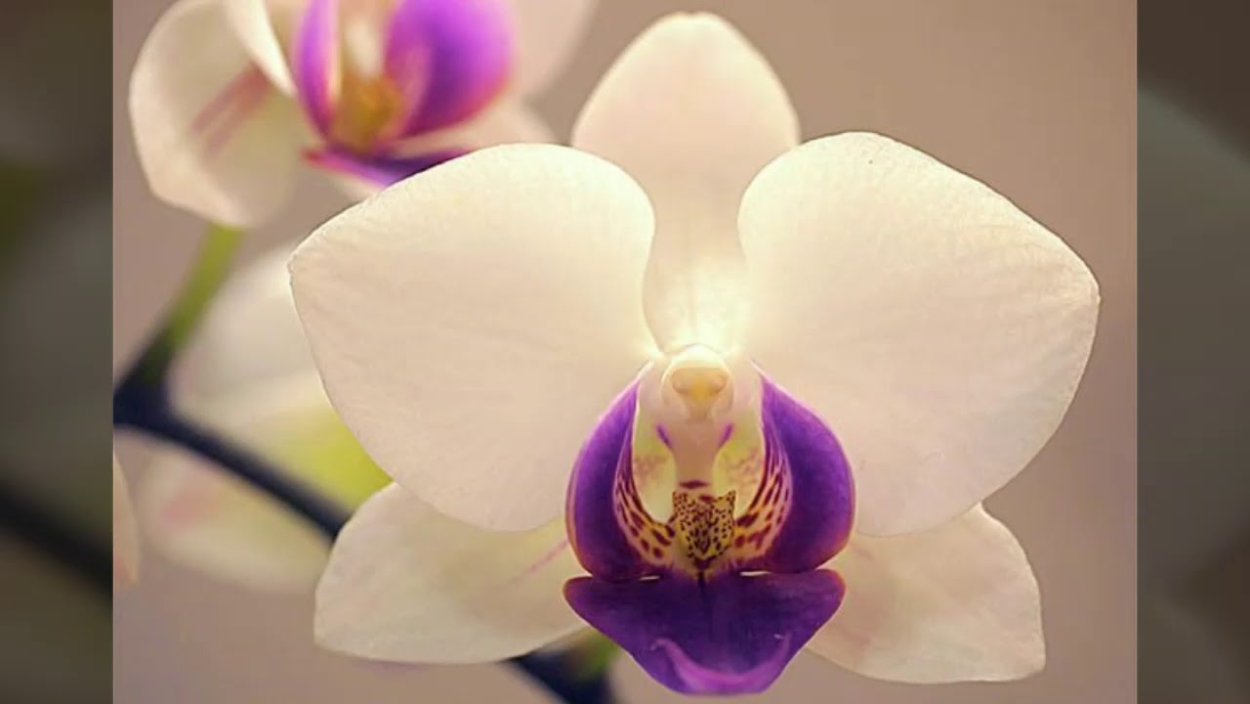 Луговая орхидея
