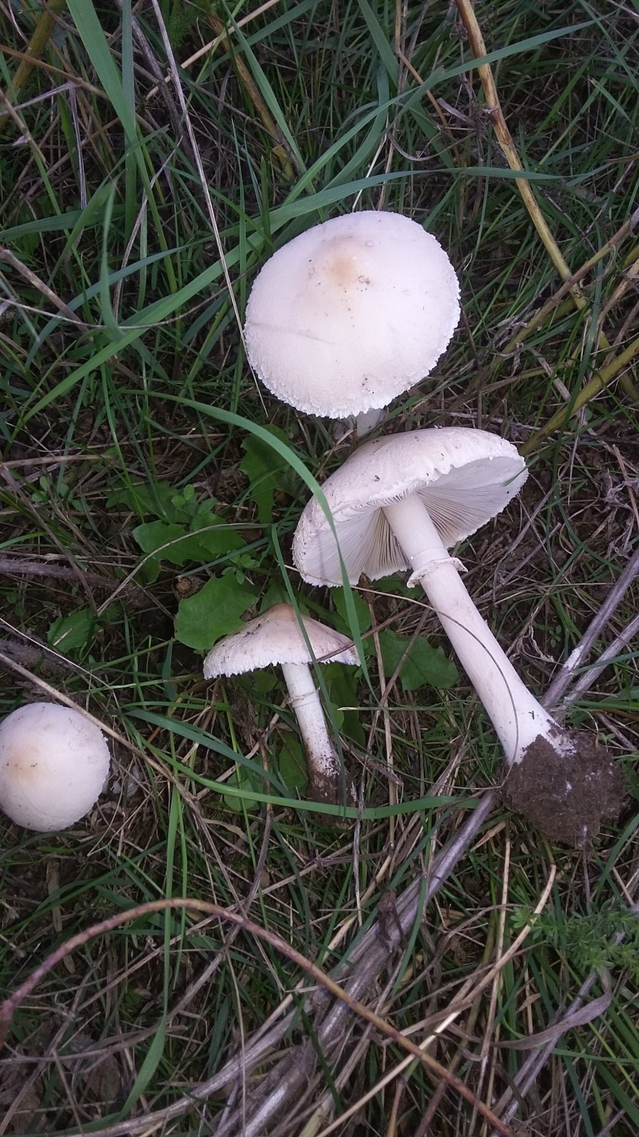 Гриб зонтик белый Макролепиота