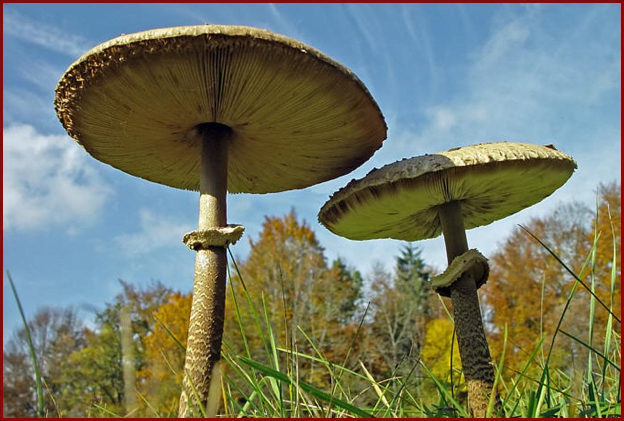 Гриб зонтик пёстрый пластинчатый