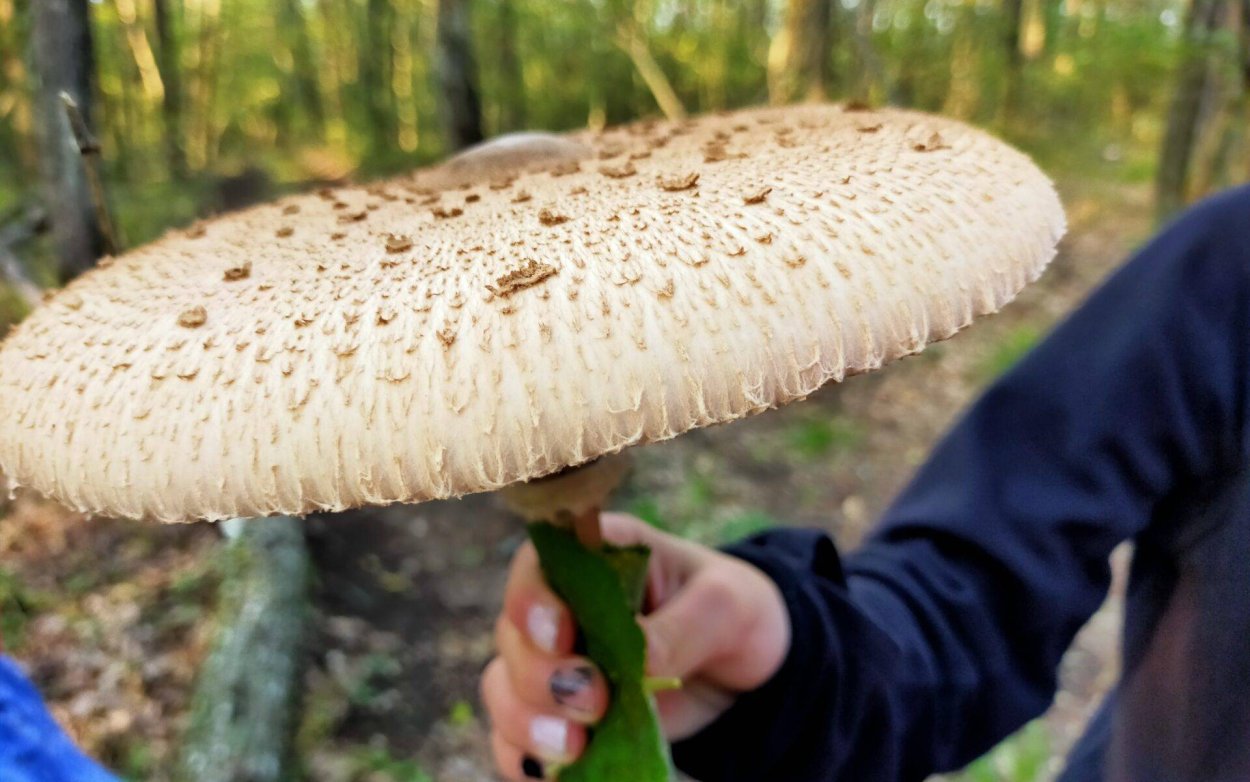 Зонтик пёстрый Macrolepiota procera