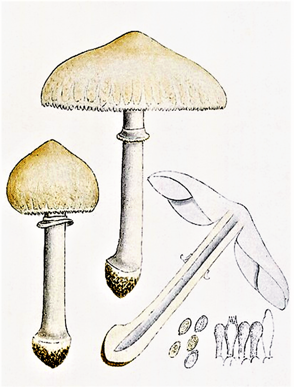 Macrolepiota excoriata
