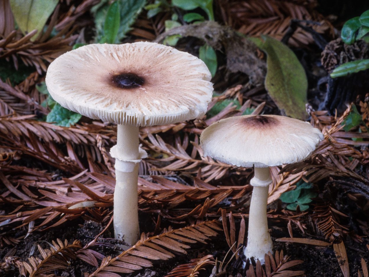 Гриб лепиота ядовитая