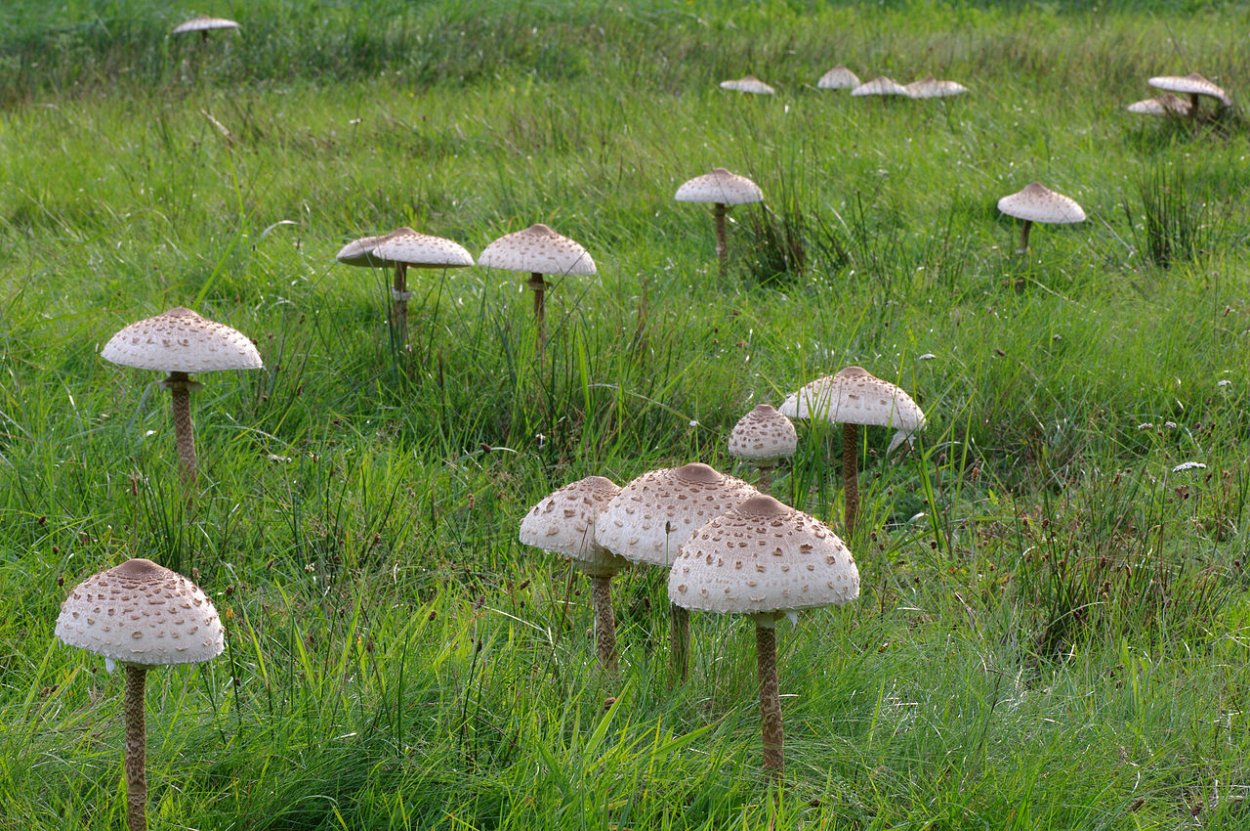 Королевский гриб зонтик