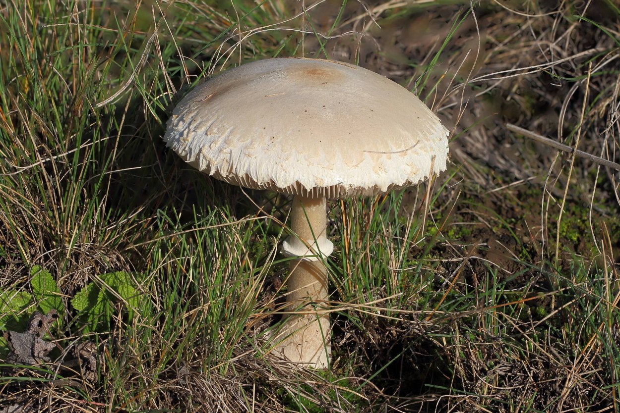 Гриб зонтик белый Макролепиота