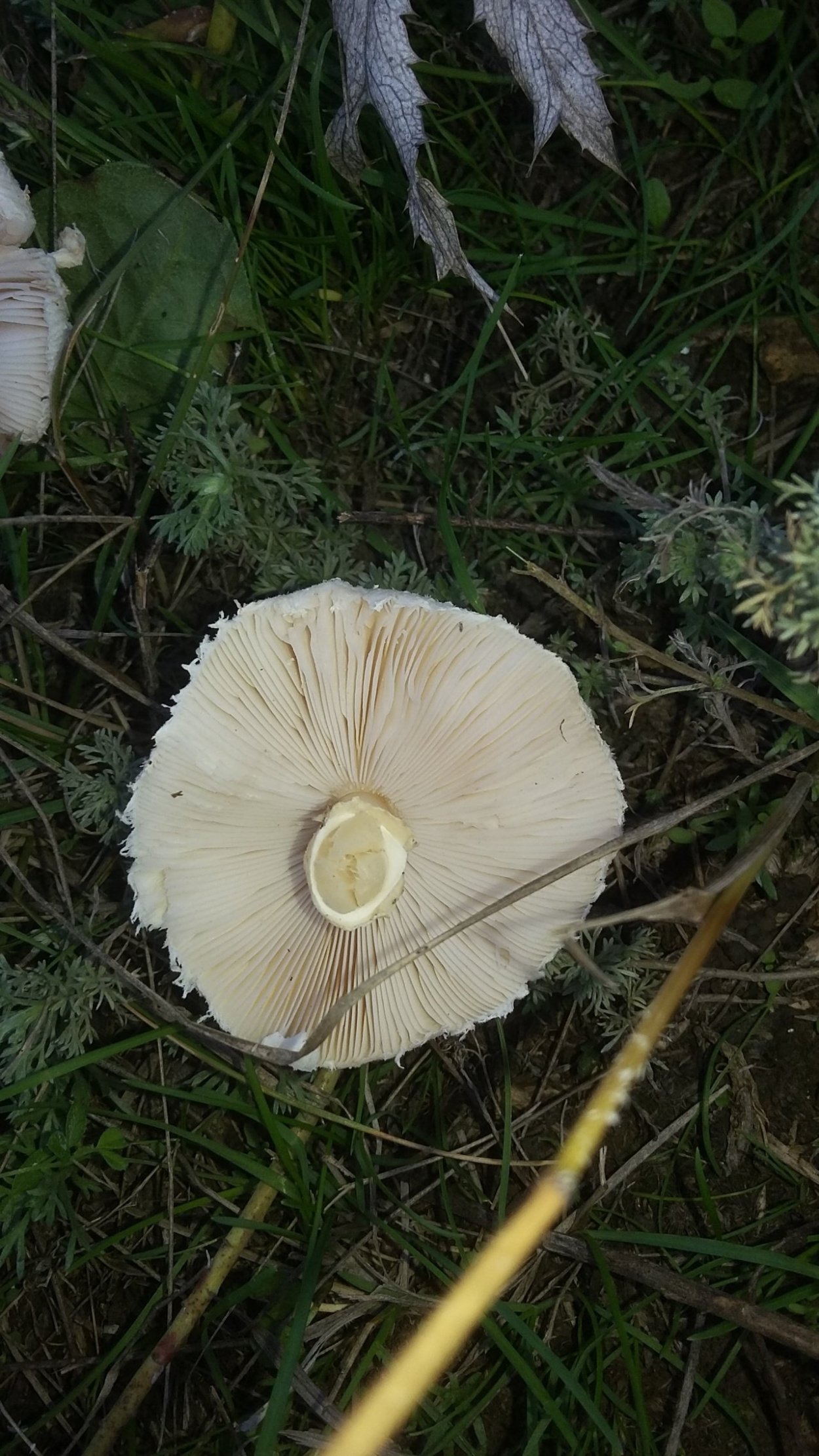 • Зонтик белый (Macrolepiota excoriata