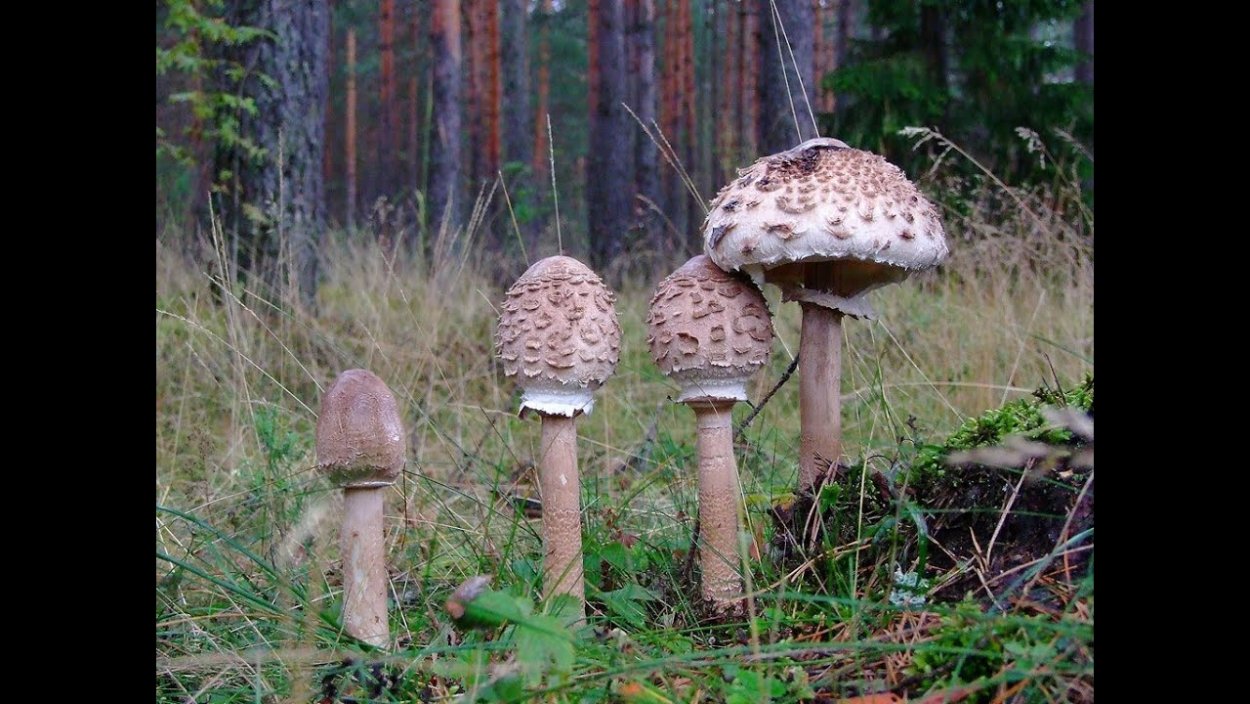 Гриб хлорофиллум темно бурый