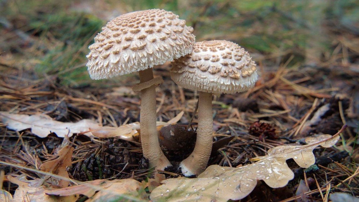 Шампиньоны на Поляне