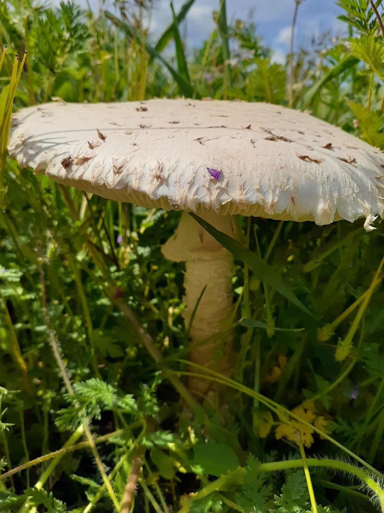 Гриб-зонтик съедобный Конрада