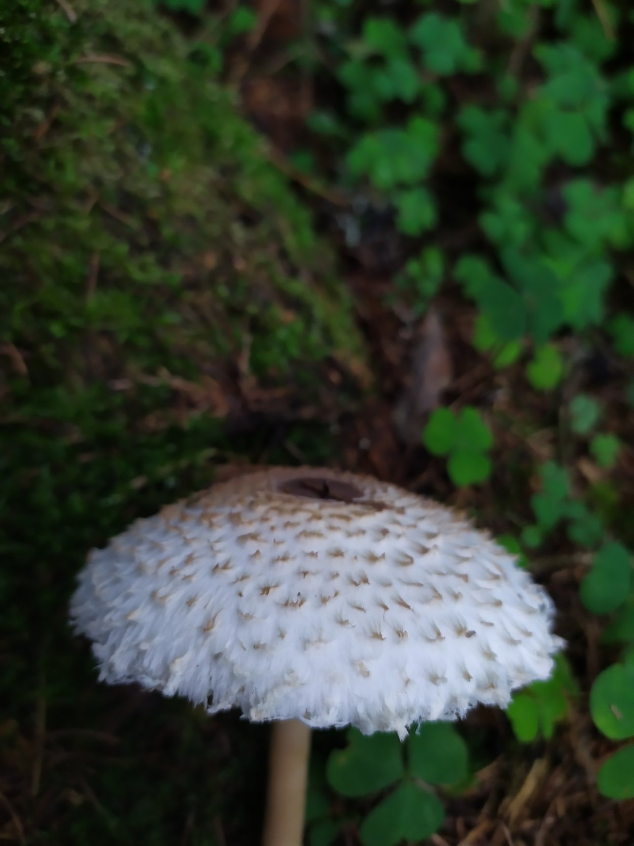 Зонтик пёстрый Macrolepiota procera