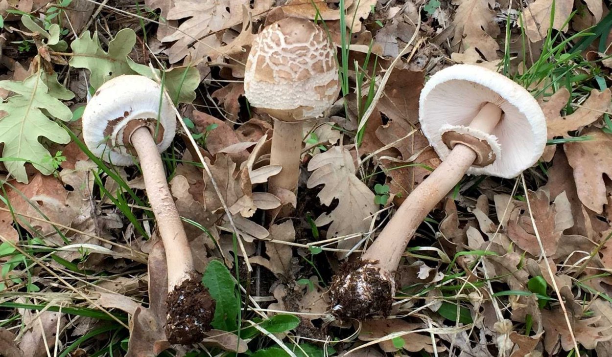 Гриб-зонтик краснеющий (Chlorophyllum rhacodes)